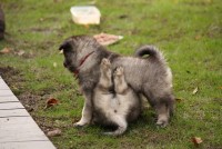 /album/fotogalerie-aglaia-alias-veena1/nemecky-vlci-spic-aglaia-461-jpg/